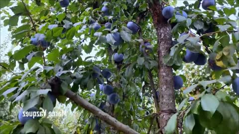 Picking Billions Of Plums In California