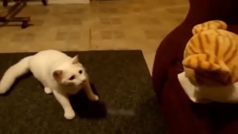 Funny 🐱 cat movement enjoy😊