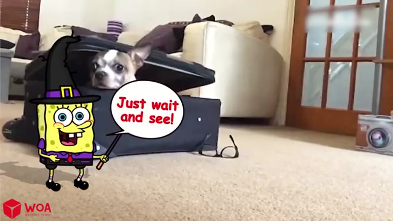 Funny Animals videos