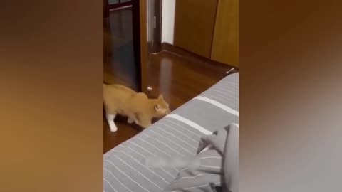 funny cat