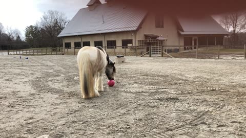 Best Buds horsing around 3