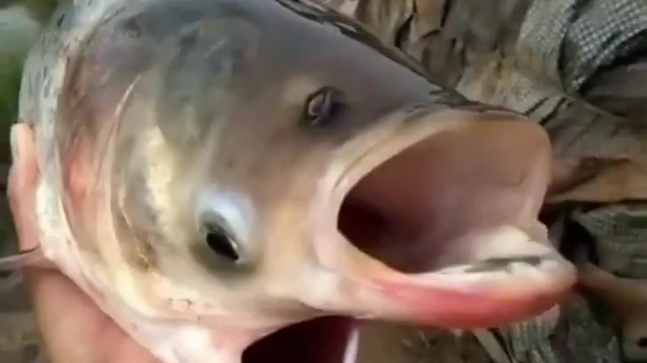 Fish with two mouth