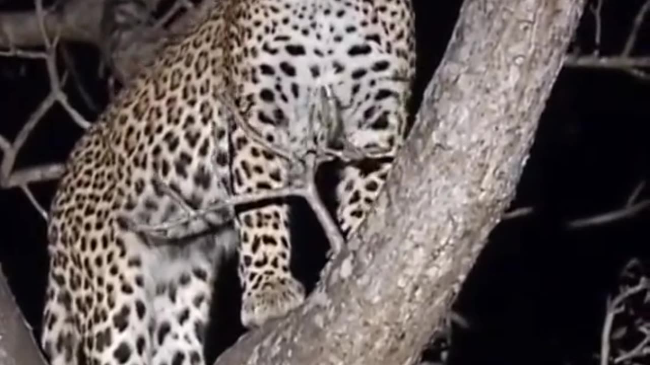 Cheeta