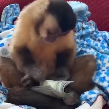Monkey counting