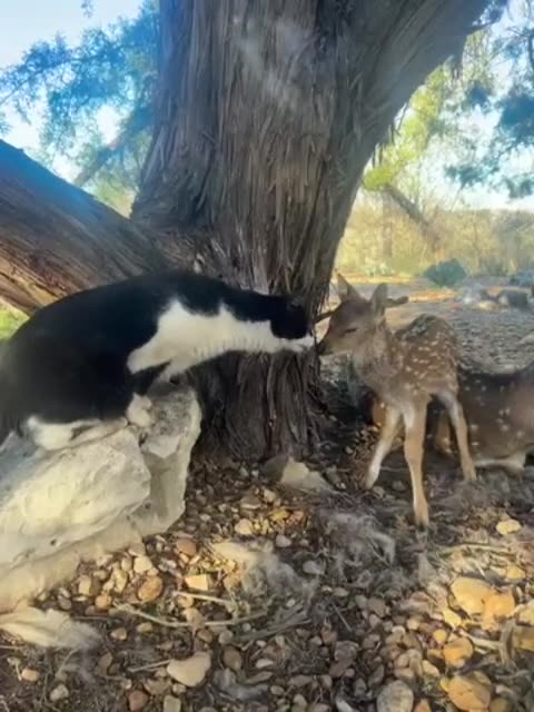 Friendly Cat Cautiously Greets Newborn Fawn