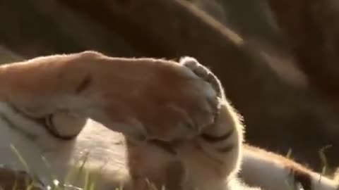 Mother tiger playing with her cub