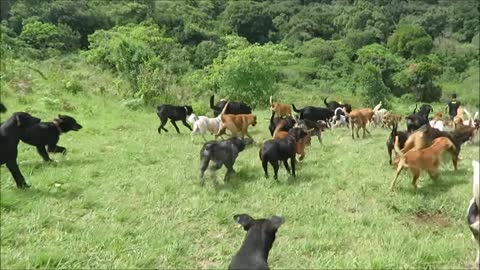 Territorio de Zaguates "Land of The Strays" Dog Rescue Ranch Sanctuary in Costa Rica