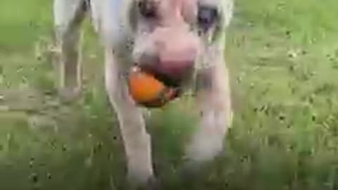 BLIND DOG PICKS HER TREATS