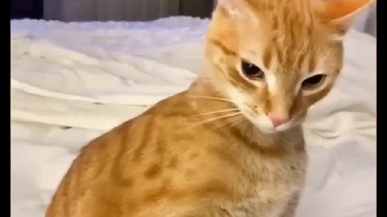 Funny Animal Videos 2022 Best Dogs And Cats Videos 😺😍 # 60