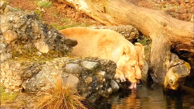 Beautiful wildlife scene, a lion drinking water