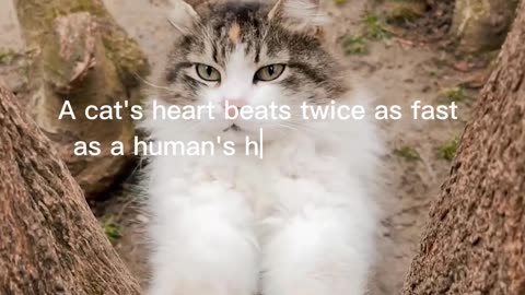 Cat Facts #3