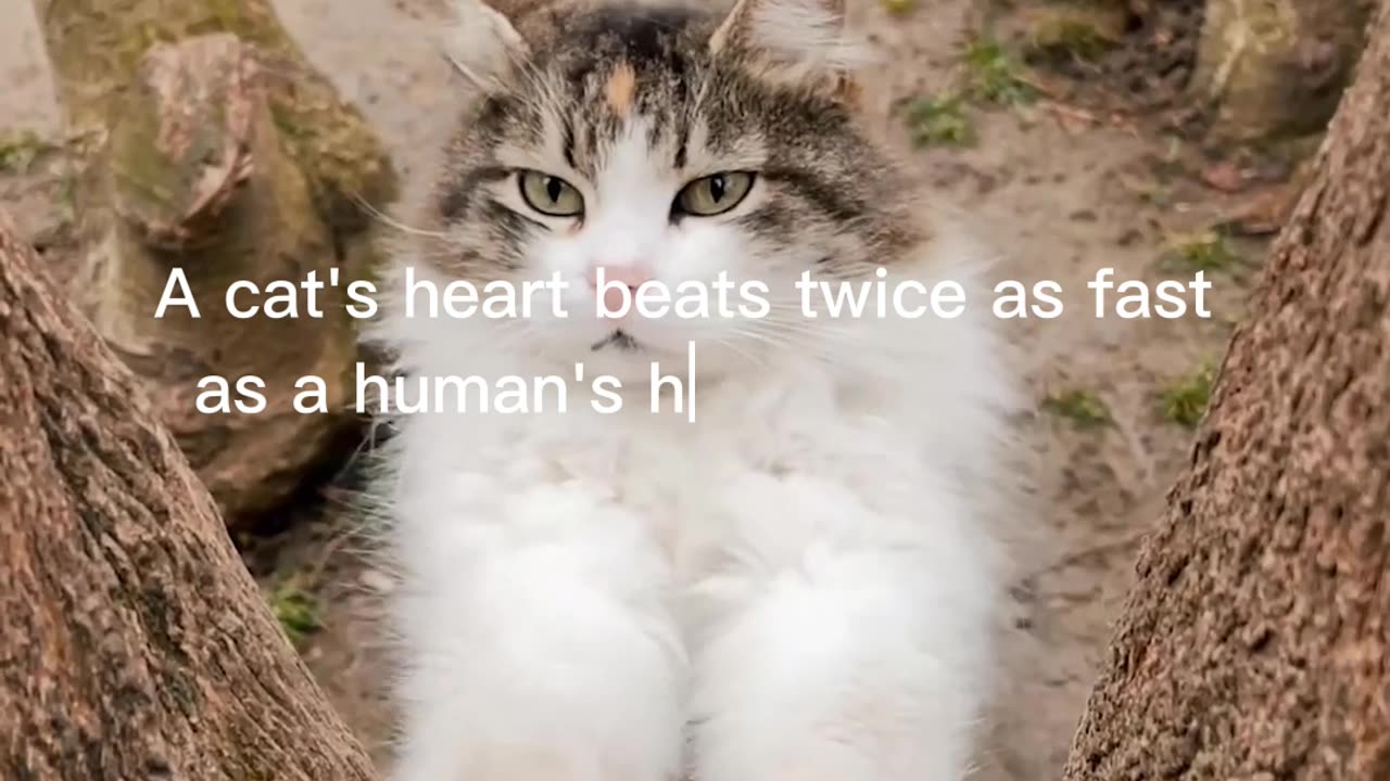 Cat Facts #3