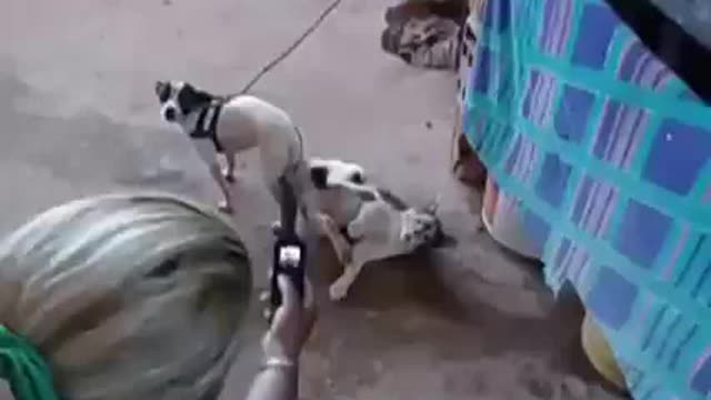 Cat Dog Sex
