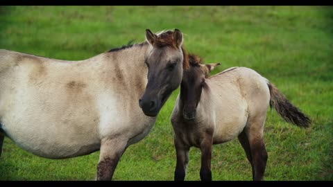 Tarpan wild horse male on the field