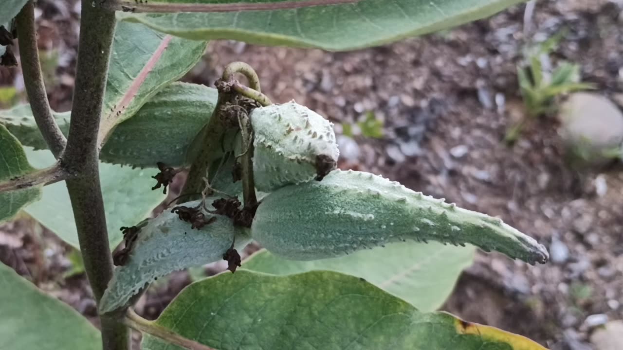 Milkweed