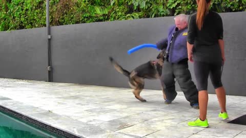 Guard dog training step by step