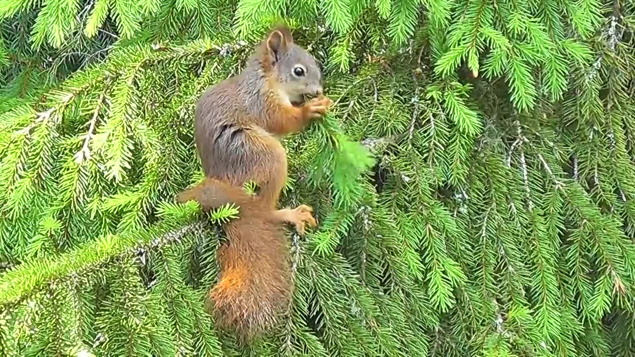 Squirrel Animals Rodent Cute Small