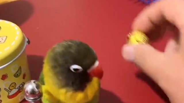 Smart parrot