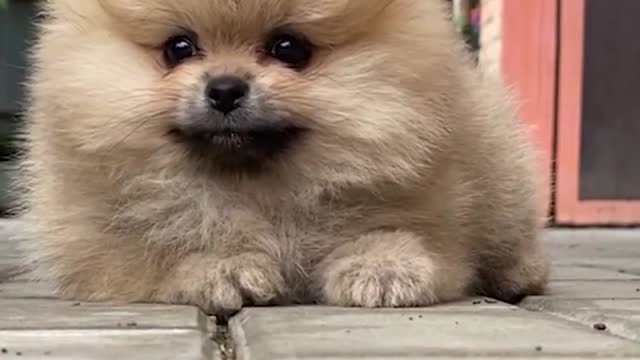 Cute Funny Dog