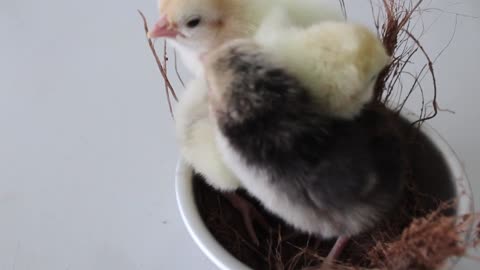 Close up video of chicks