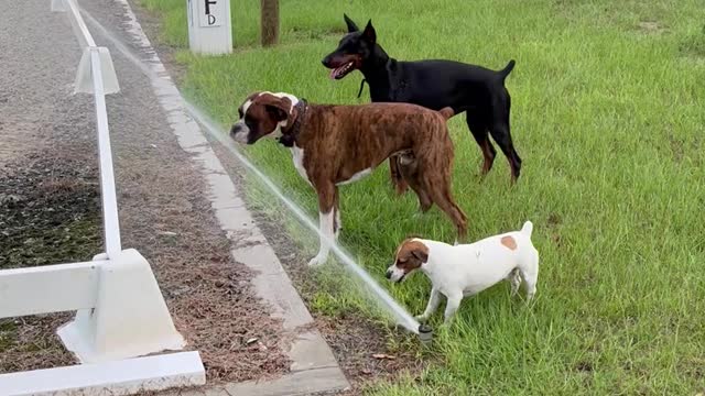 Three Dogs Try Drinking From a Sprinkler Together