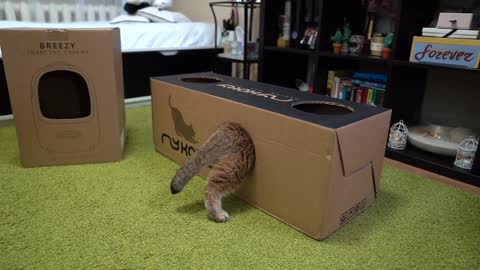 A box is the best thing for a cat