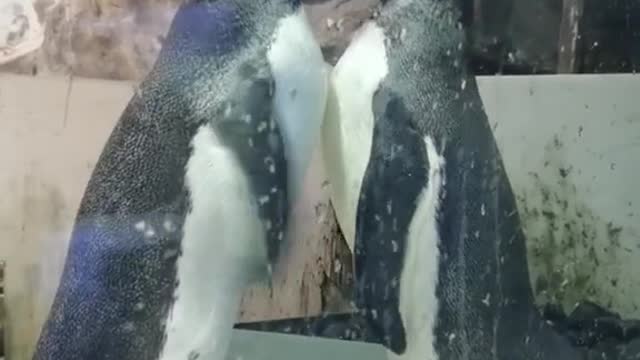 Penguin breeding season