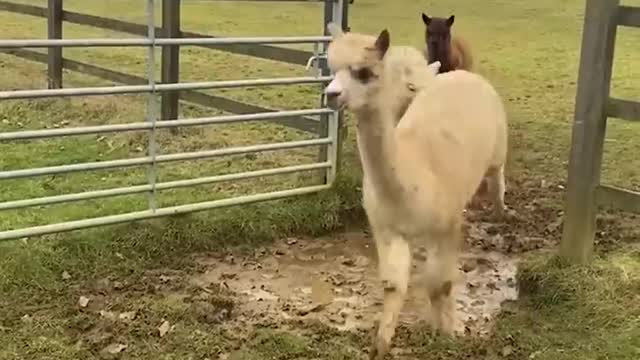 Alpacas Adorably Try to Jump Over Puddle | Shorts