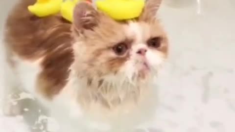 love cat