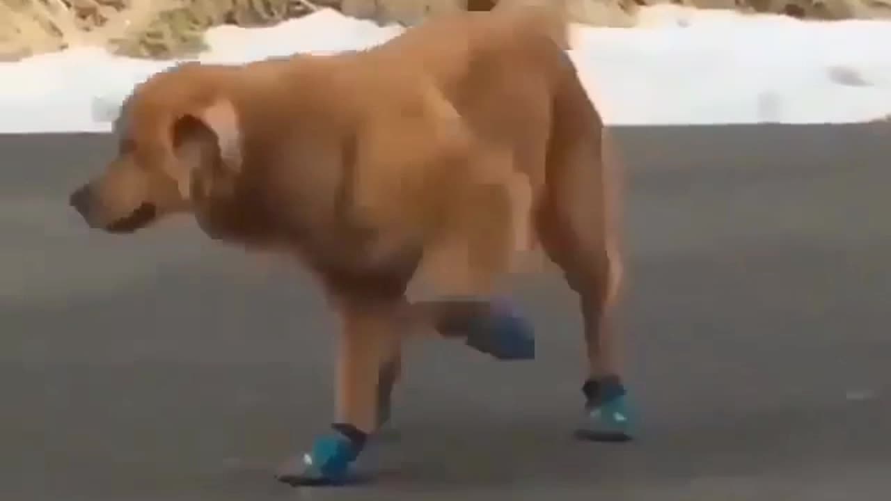 Funny dog wear a shoes and dancing