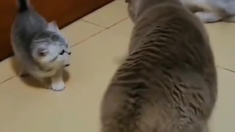 📹 Funniest Animals 2023 Funniest Cats and Dogs →