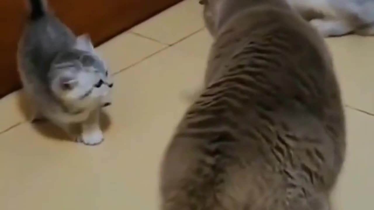 📹 Funniest Animals 2023 Funniest Cats and Dogs →