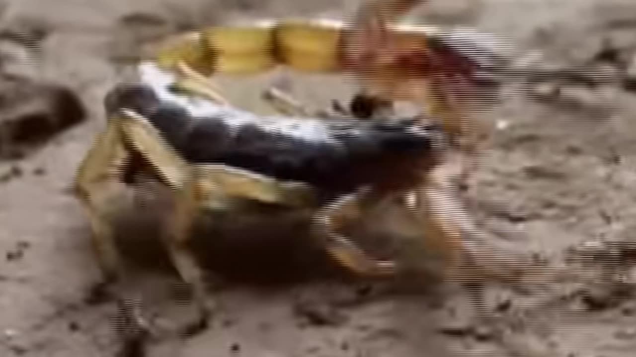 Ants vs Scorpions How Villagers Benefit from Nature’s Tiny Warriors