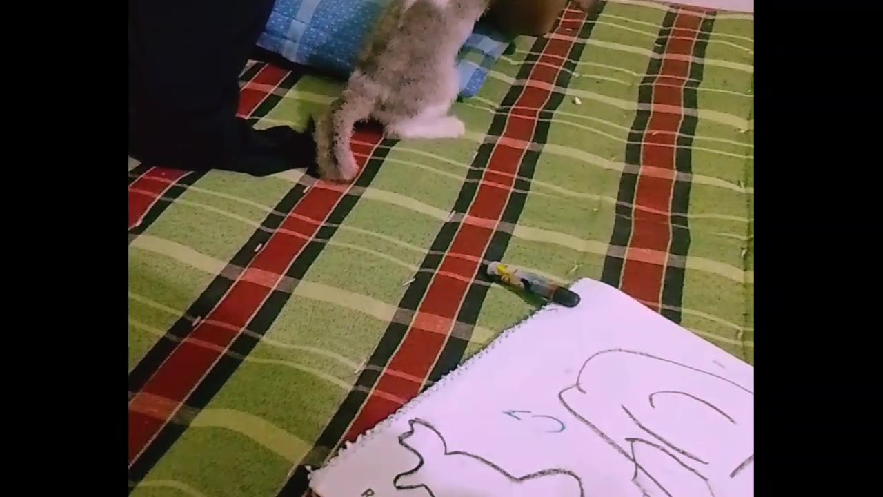 Cat