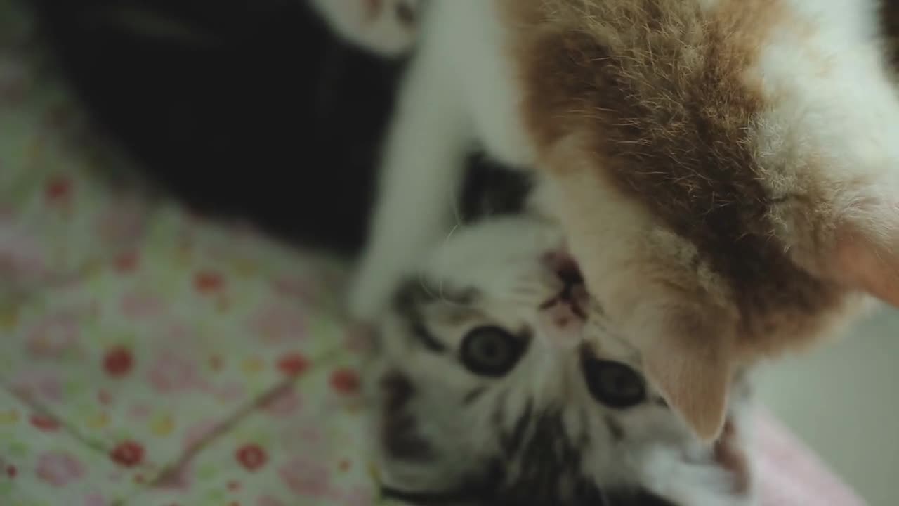 Funny tabby kittens breed Scottish Fold playing in the basket