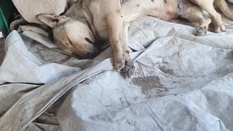 Dog upset that puppy is sleeping throws temper tantrum