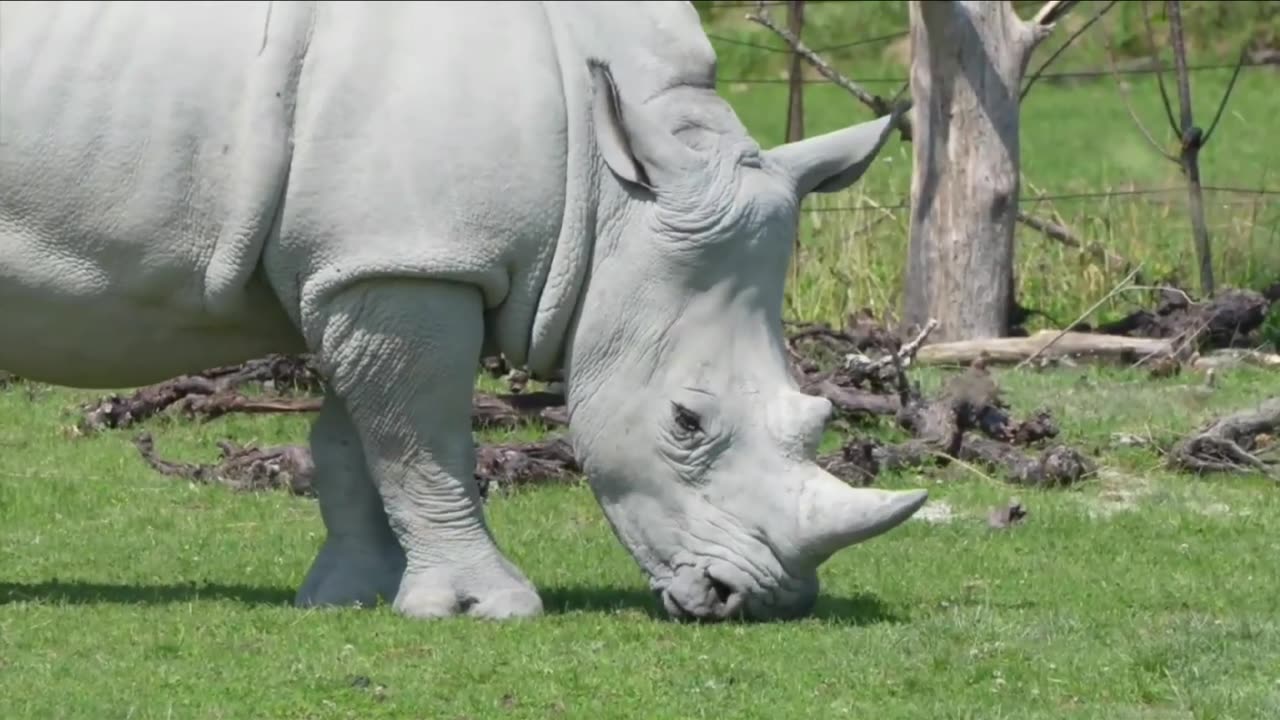 Rhinosaurs amazing wandering scenes to feed the grass