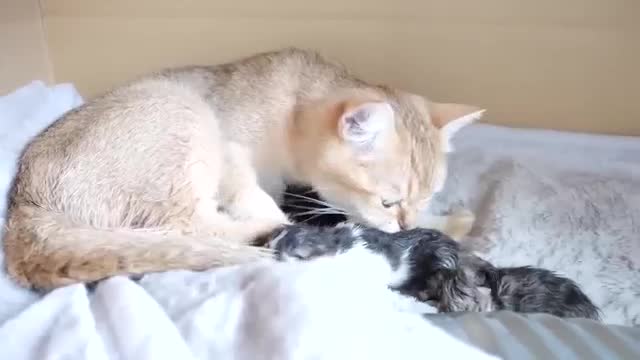 Cute little cats drink breast milk