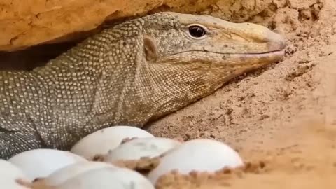 Aghast! The Brutal Moment of the Lion And The Gaint Lizard Bites| Wildlife World 2023