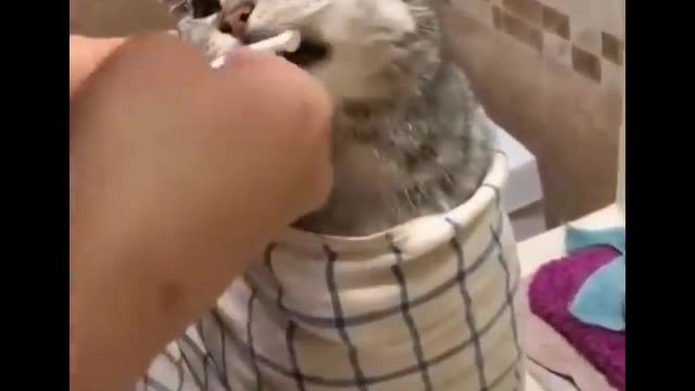 #Funniest Cats 😹