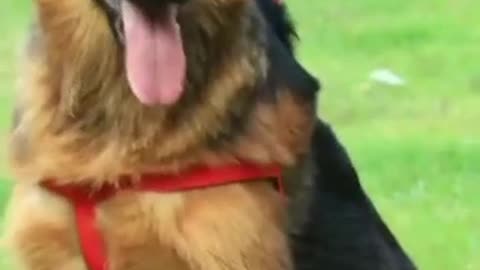 German shepherd