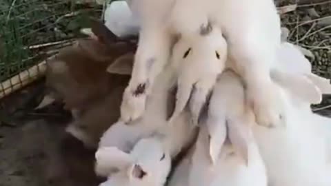 sweet baby animals, funny baby animals, funny animals, sweet animals, crazy baby animals videos