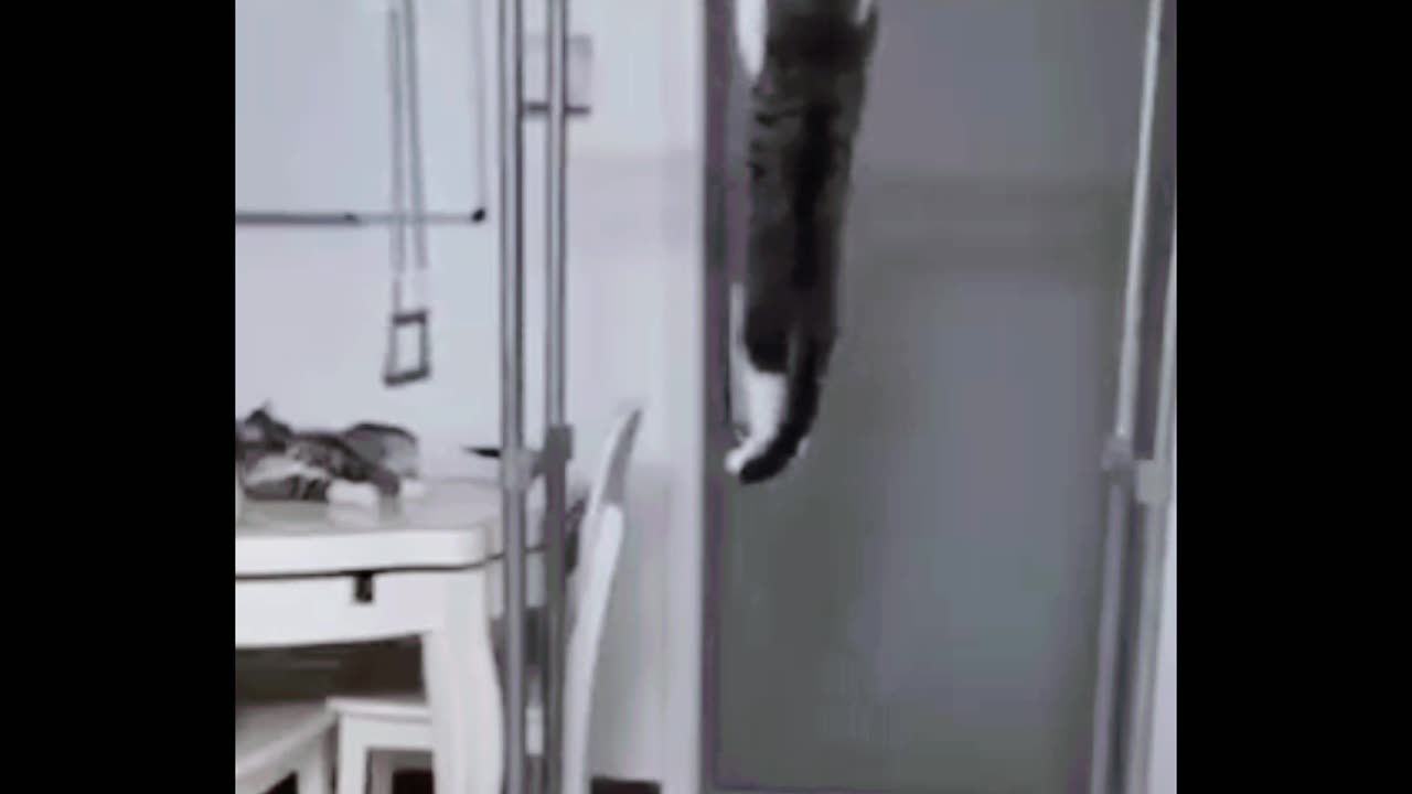 Funny cat video