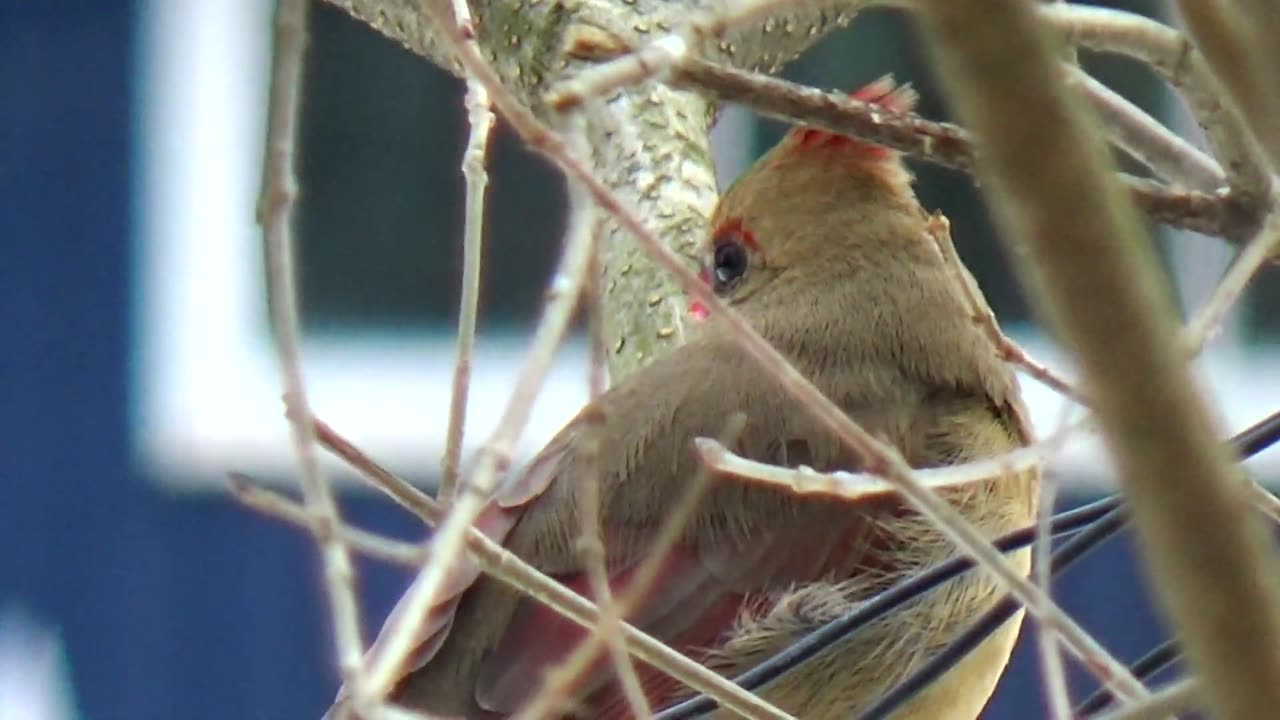 Cardinal