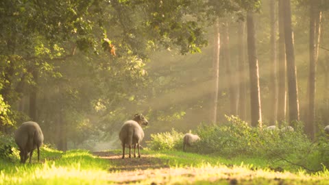 a group of wild sheep looking for food