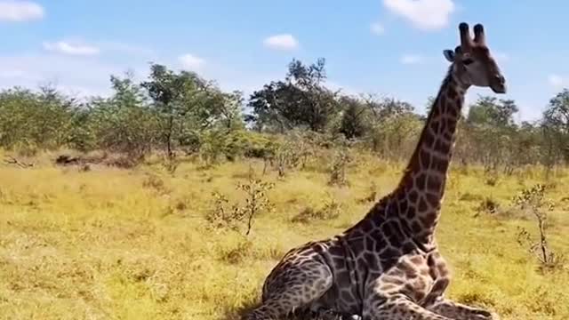 giraffe lies down i