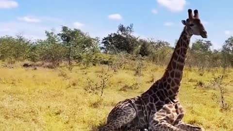 giraffe lies down i