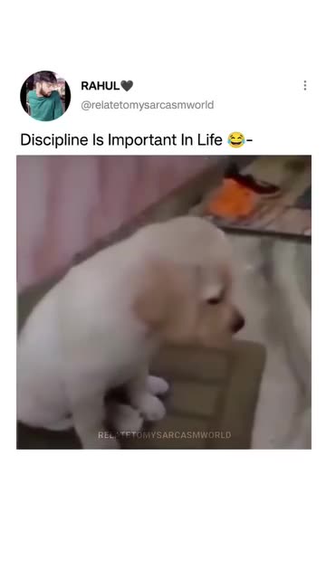 Discipline important in life 😂