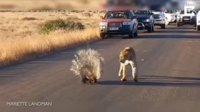 Hedgehog survive from.leopard