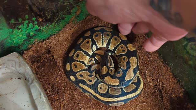 Samara Morrigan Royal Ball Python Hissed At Me